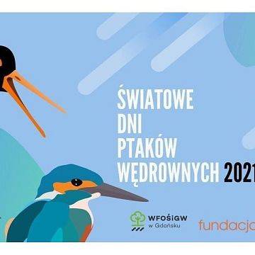 Grafika Obchody Światowych Dni Ptaków Wędrownych