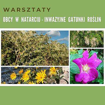 „Obcy w natarciu – inwazyjne gatunki roślin” grafika