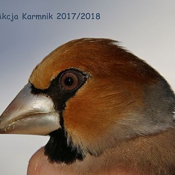 Grafika Akcja Karmnik 2017/2018 zakończona