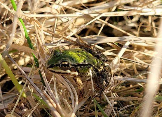 Świadek nr 4: żaba zielona