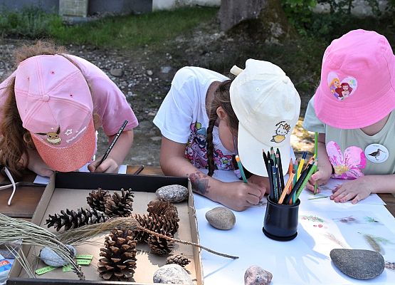 Poznajemy drzewa lasu nadmorskiego 3 dziewczyni kolorują igły i szyszki. Na stole są też szyszki kilku gatunków drzew