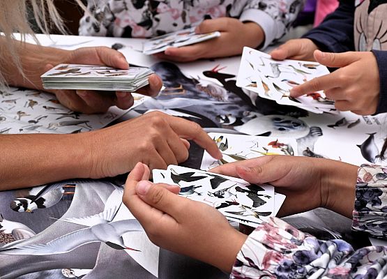 Stoisko-ptaki i ssaki morskie Gra w przyrodnicze dobble z ptakami Bałtyku- widać ręce uczestników i karty do gry