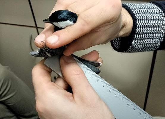 Grafika Akcja Karmnik 2025/2026