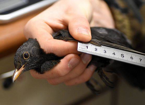 Badanie długości skrzydła Grafika Akcja Karmnik 2025/2026 - podsumowanie