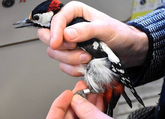 Dzięcioł duży z obrączką Grafika Akcja Karmnik 2025/2026 - podsumowanie