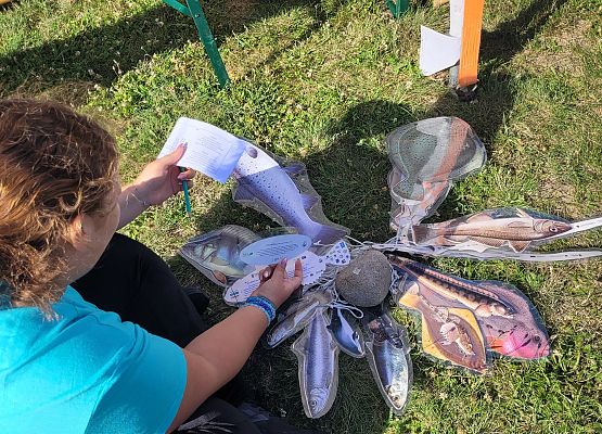 Osoba przegląda modele ryb Bałtyku rozłożone na trawie, żeby rowiązać krzyżówkę