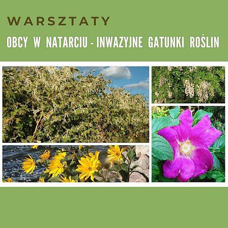 Grafika „Obcy w natarciu – inwazyjne gatunki roślin”